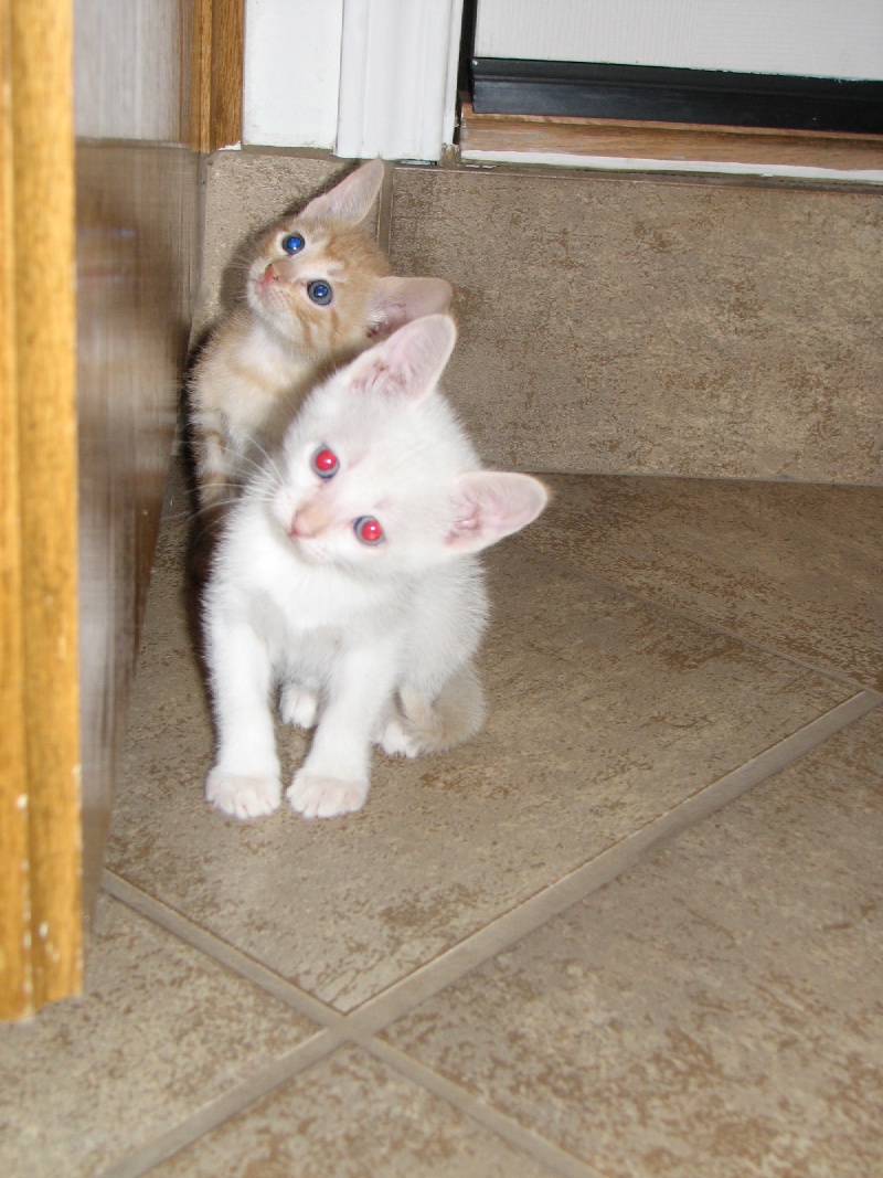 2009/09(September)/New_Kittens/800x600_20100206 436.JPG